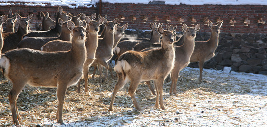 特產所特種經濟動物養殖基地的鹿群 特產所供圖