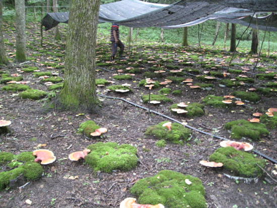 靈芝生產基地